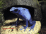 Dendrobates azureus